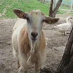 Santa Bruna * فولتيرا